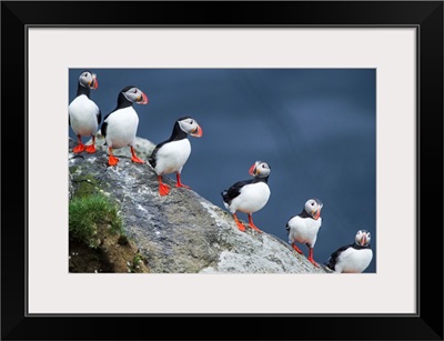 Iceland, South Iceland, Ingolfshofdi, Atlantic Puffins In A Row