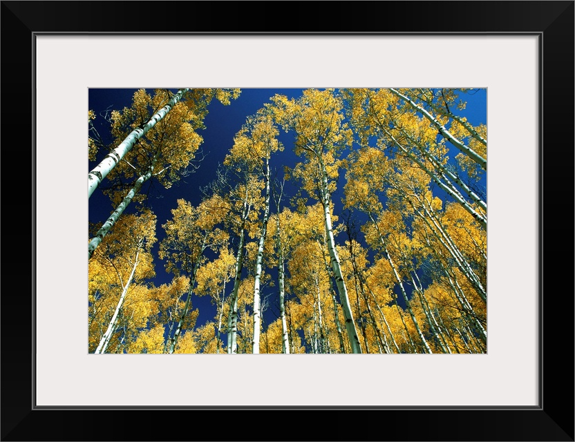 Idaho, Targhee National Forest, Aspen trees in autumn