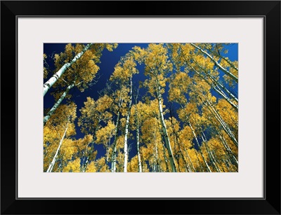 Idaho, Targhee National Forest, Aspen trees in autumn