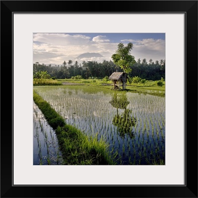 Indonesia, Klungkung, A rice field and shelter with Mount Agung in the background