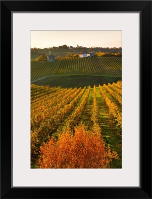 Italy, Collalbrigo, Prosecco vineyards