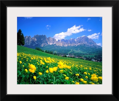 Italy, Dolomites, Trollius meadow towards the Mount Cristallo