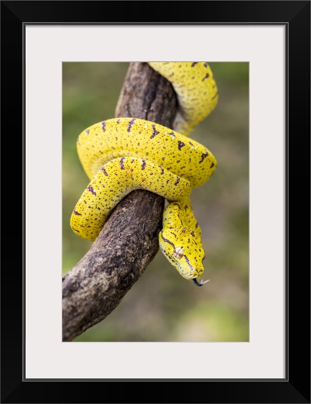 Italy, Emilia-Romagna, The Arboreal green python (Morelia viridis)