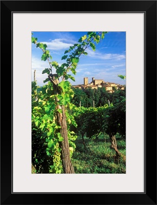 Italy, Emilia-Romagna, View towards Castell'Arquato town and vineyards