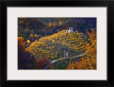 Italy, Farra di Soligo, Collagu, Prosecco vineyards