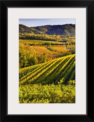 Italy, Friuli-Venezia Giulia, Ruttars locality, vineyards in autumn