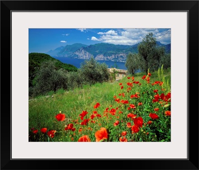 Italy, Lake Garda, Malcesine, Malcesine, view over the lake, poppies nearby
