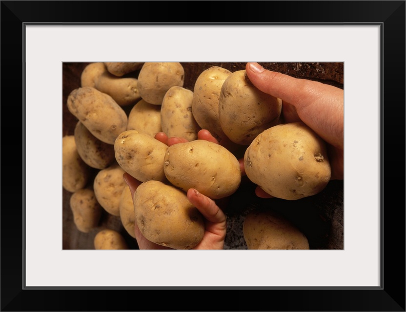 Italy, Lombardy, Azienda agricola Molino del Sole, potatoes from Cencerate