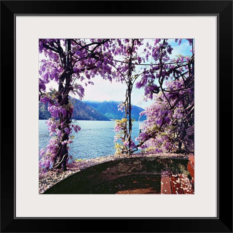 Italy, Lombardy, Como Lake, Tremezzo, Mediterranean area, Como district, Travel Destination, Wisteria flowers on lakeside