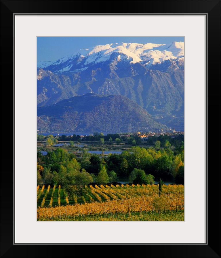 Italy, Lombardy, Lago d'Iseo, vineyards and Monte Isola island