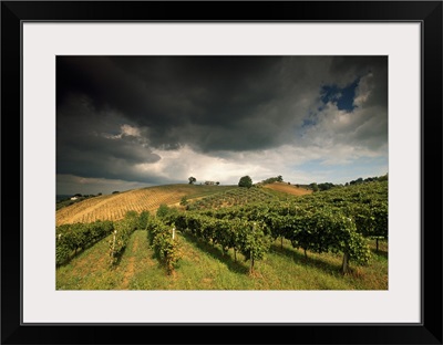 Italy, Marches, Castelplanio, Vineyards near Castelplanio