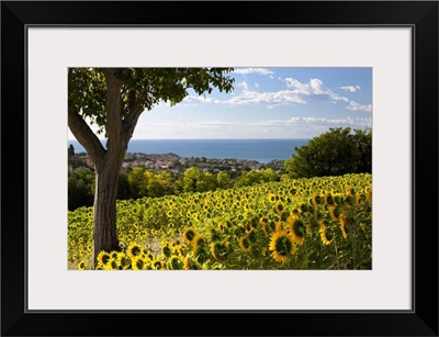 Italy, Marches, Parco del Conero, Numana, Countryside of Numana village with sunflowers