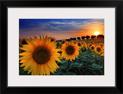 Italy, Marches, Sunflowers At Sunset In The Countryside Near Morrovalle Village