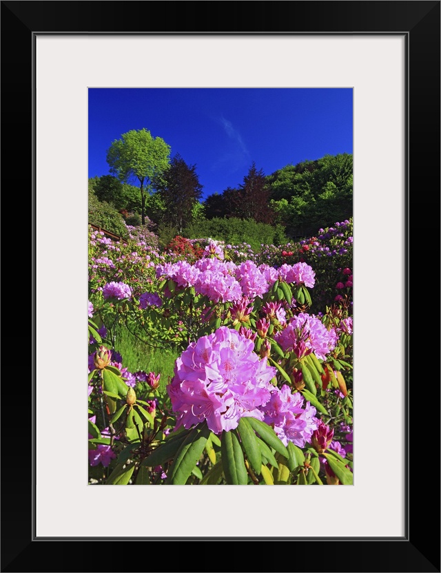 Italy, Piedmont, Alps, Biella district, Oasi Zegna, Rhododendron flowering