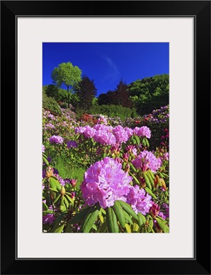 Italy, Piedmont, Alps, Biella district, Oasi Zegna, Rhododendron flowering