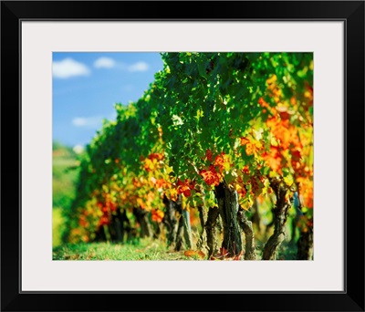 Italy, Piedmont, Monferrato vineyard