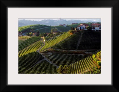 Italy, Piedmont, Serralunga d'Alba, vineyard