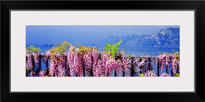 Italy, Positano, View of rugged coastline of Amalfi Coast with wisteria flowers