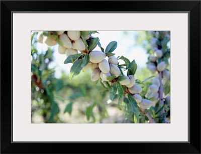 Italy, Puglia, Bari, Villa Schinosa, farm near Trani town, almonds