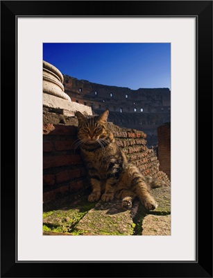 Italy, Rome, Colosseum, Cat sunbathing inside
