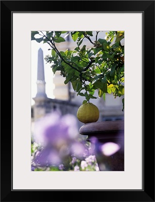 Italy, Rome, Villa Borghese, Lemon tree (citrus medica grandis)
