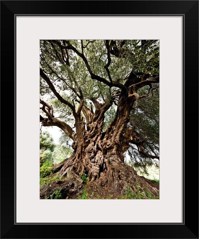 Italy, Sardinia, Luras, Santo Baltolu di Carana, the oldest Italian olive tree (3800/4000 years old).