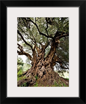 Italy, Sardinia, Luras, Santo Baltolu di Carana, the oldest Italian olive tree