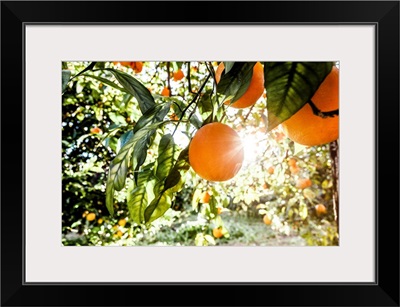 Italy, Sicily, Floridia, Tarocco Oranges Harvesting