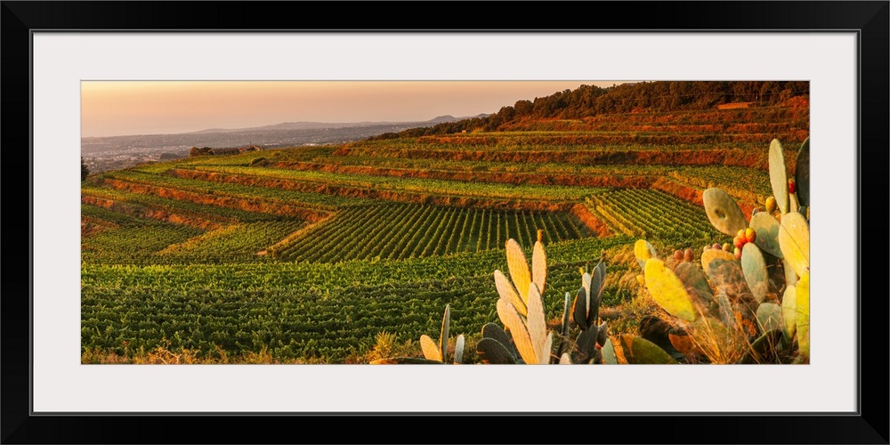 Italy, Sicily, Catania district, Mount Etna, Milo, Barone di Villagrande vineyards at sunset.