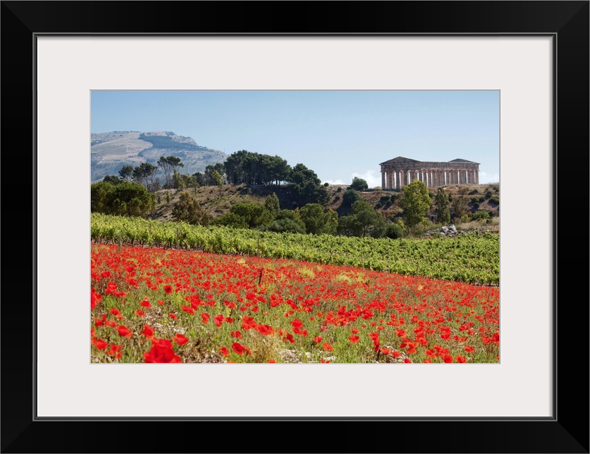 Italy, Sicily, Segesta, Poppy meadow and Segesta temple