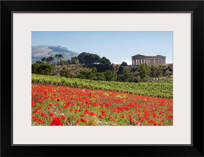 Italy, Sicily, Segesta, Poppy meadow and Segesta temple