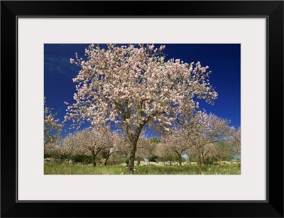 Italy, Sicily, Siracusa, Val di Noto, almond trees in bloom