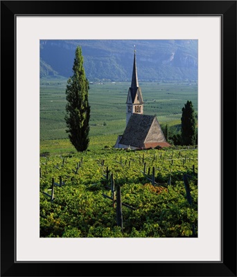 Italy, South Tyrol, Wine road, Appiano (Eppan), vineyards and apple tree orchard