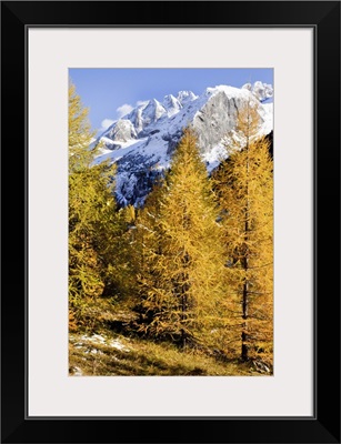 Italy, Trentino, Alps, Val di Fassa, Larch trees in autumn and Marmolada mountain