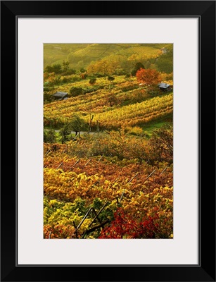 Italy, Trentino-Alto Adige, Trentino, Alps, Val di Cembra, Vineyards near Sevignano