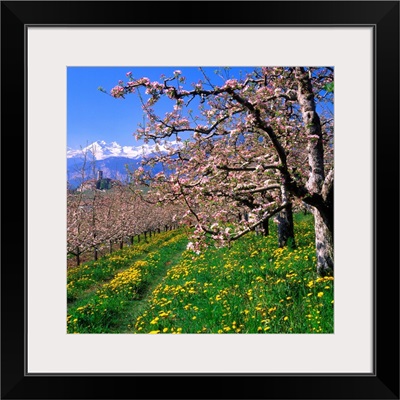 Italy, Trentino, Apple orchard, Castel Valer towards Gruppo di Brenta