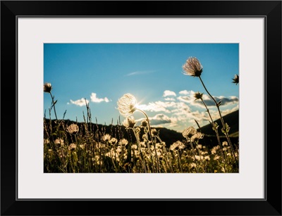 Italy, Trentino, Mountain Flowers Transparency With Sun Through Light At Sunset