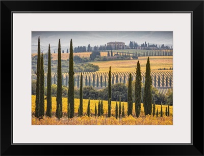 Italy, Tuscany, Brunello Wine Road, Montalcino, Landscape With Sangiovese Vineyards