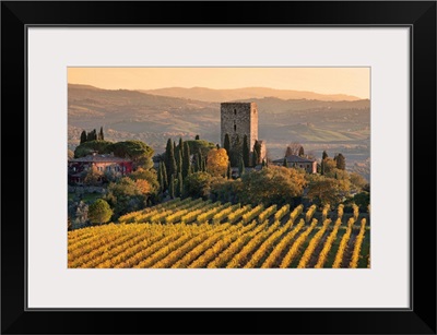 Italy, Tuscany, Brunello wine road, Orcia Valley, Sangiovese vineyards