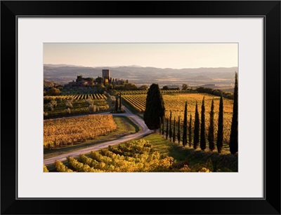 Italy, Tuscany, Brunello wine road, Orcia Valley, Sangiovese vineyards near Montalcino
