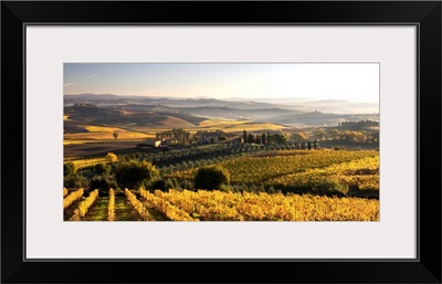 Italy, Tuscany, Brunello wine road,  Orcia Valley, Sangiovese vineyards near Montalcino