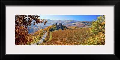 Italy, Tuscany, Castellina in Chianti, Vineyards