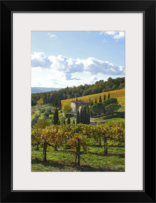 Italy, Tuscany, Chianti, Mediterranean area, Firenze district, Travel Destination, Vineyard