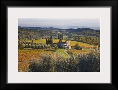 Italy, Tuscany, Chianti, Mediterranean area, Firenze district, Vineyard