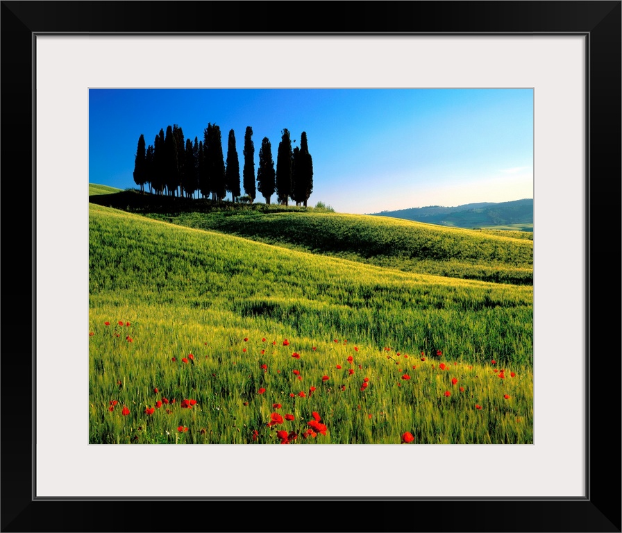 Italy, Tuscany, Cypress trees on typical landscape