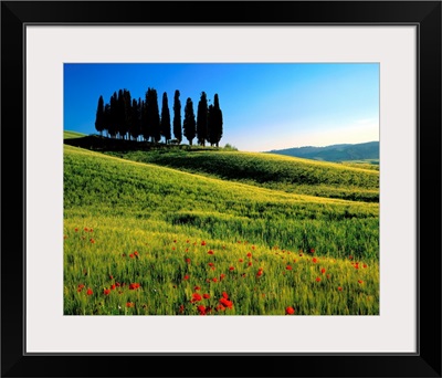 Italy, Tuscany, Cypress trees on typical landscape