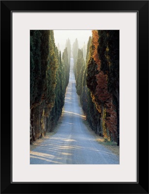Italy, Tuscany, Cypresses along the road to Villa Arceno