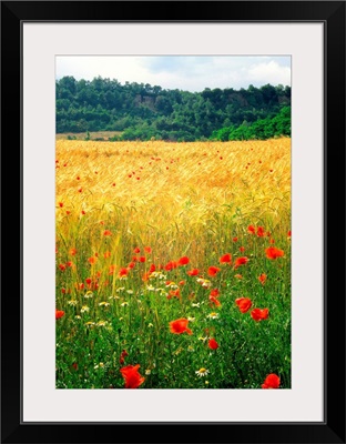 Italy, Tuscany, Etruscan Necropolis near Sovana, corn field and Tomba Ildebranda