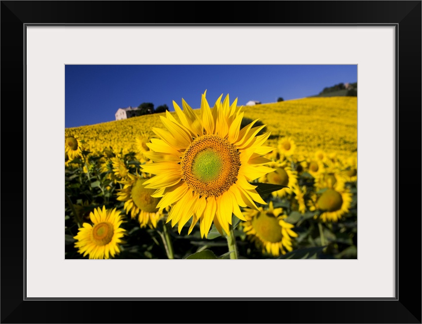 Italy, Tuscany, Mediterranean area, Landscape with sunflowers