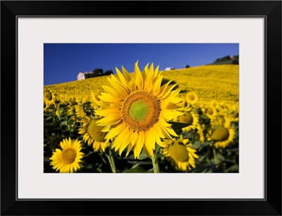 Italy, Tuscany, Mediterranean area, Landscape with sunflowers